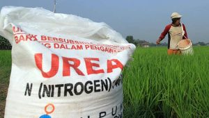 Warga Desa Bontonompo Mengeluh Pihak Pengecer Jual Pupuk Subsidi Diatas HET