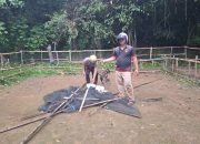 Polsek Wasuponda Gerebek Judi Sabung Ayam