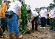 Gandeng PT CAS, Bupati Delis Tanam Perdana Sawit Plasma di Mamosalato