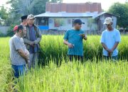 Bupati Jeneponto Tinjau Penangkaran Benih
