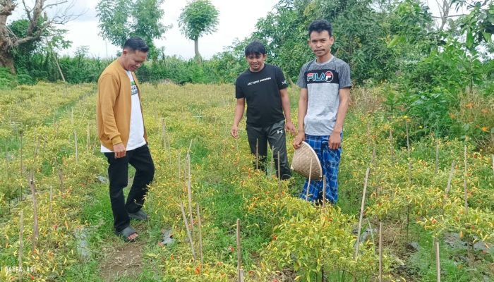 KNPI Kunjungi Lahan Petani Millenial Jeneponto