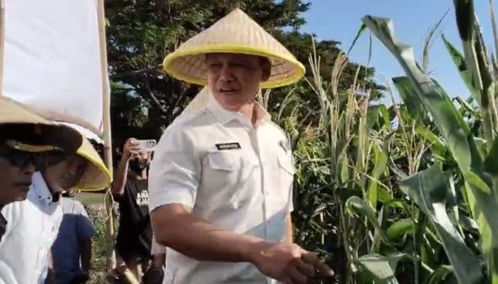 Irwil III Itwasum Polri Tinjau Lahan Jagung Binaan Polres Jeneponto