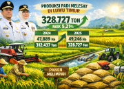 Produksi Padi Luwu Timur Melejit di 2025, Tembus 328 Ribu Ton