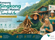 Kampung Singkong Danau Matano Tumbuh, PT Vale Dorong Ekonomi Warga