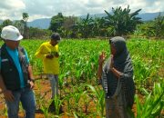 PT CLM Perkuat Ketahanan Pangan, Petani Jagung di Lima Desa Dapat Dukungan Penuh