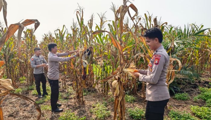 Sinergi Polri-Petani: Panen Jagung 3 Hektar di Angkona Capai 12 Ton