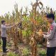 Sinergi Polri-Petani: Panen Jagung 3 Hektar di Angkona Capai 12 Ton
