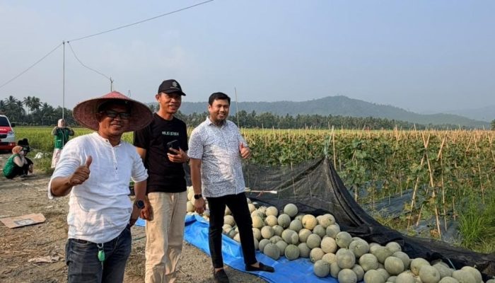 Cek Langsung Hasil Panen Melon, Kadis PMD Awaluddin Anwar Pastikan Program Pandu Juara Berjalan Lewat BUMDES